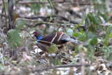 Humes Pheasant (male)