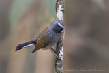 451 - Rufous-gorgetted Flycatcher