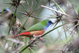 454 - Pintailed Parrotfinch