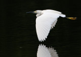 Little Egret