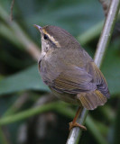 Raddes Warbler