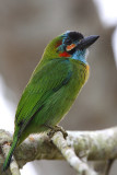 Blue-eared Barbet