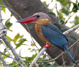 339 ::Stork-billed Kingfisher::