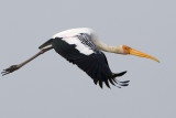 55 ::Painted Stork::