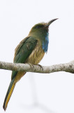 349 ::Blue-beared Bee-eater::