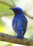 350 ::Blue and White Flycatcher::