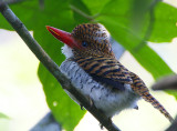 Banded Kingfisher (female)