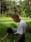 rice paddies