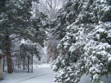 Ice Storm2010 020.jpg