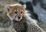 cheetah cub 2785.jpg