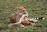 cheetah kill mara