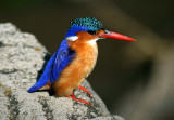 malachite kingfisher mara