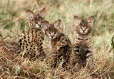 serval kittens