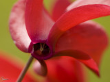 Ciclamino