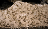 Gastropod Fossils...