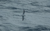 Corys Shearwater/Kuhls Pijlstormvogel 19 augustus 2008