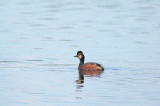 Geoorde Fuut/Black - necked Grebe Kalmthout 29 april 2009
