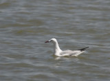 Dunbekmeeuw - Slender-Billed Gull