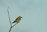 Scharrelaar - Roller