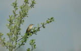 Rietzanger/Sedge Warbler Zundert 2 mei 2008