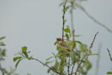 Rietzanger/Sedge Warbler Zundert 2 mei 2008