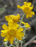 Wild & Tattered