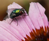 Fly on a Coneflower