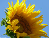 Sunflower not cropped