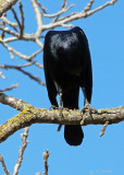 Preening Blackbird: I Think I Lost My Head!