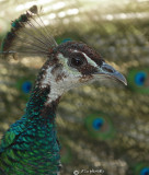 The Peahen