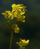 Hedge Mustard (?)   - (2 views)