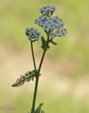 Yarrow