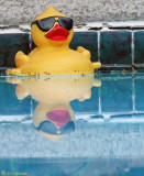 Yellow Rubber Ducky Impostor