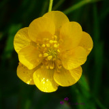 California Buttercup (Ranunculus californicus)