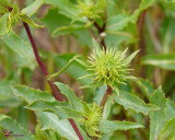 Un-ID Green Thistle shaped-plant