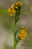 Fiddleneck (Amsinckia menziesii)