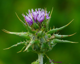 Purple Thistle - id?