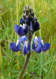 Miniature Lupine (Lupinus bicolor)