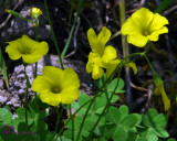 Bermuda Buttercup (Oxalis pes-caprae)