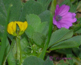 Bur Clover & Cutleaf Geranium