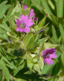 Cutleaf Geranium (Geranium dissectum)