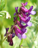 Bird Vetch (Vicia cracca) (2 images)