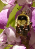 Bumblebee (Bombus ?)