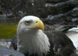 Bald Eagle - male