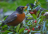 Robin, American Robin