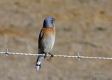 Bluebird - Western Bluebird