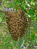 Traveling Honey Bees