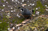 California Quail - male