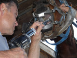 Veterinarian using Electric Tooth File