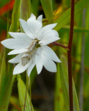 Un-ID Butterfly on woodland star flower